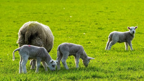 Sheep and farm in Lake District National Park, Coniston Water, Cumbria, England, United Kingdom