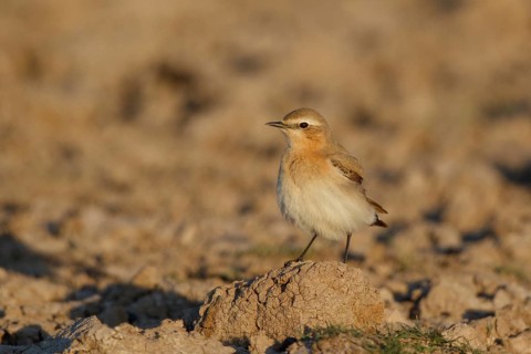Isabelline Wheatear (Oenanthe isabellina), Greece