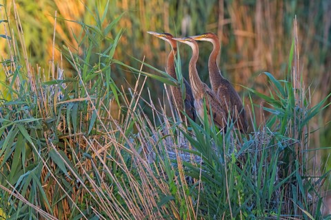 Purpurreiher, Purple Heron, Ardea purpurea, Héron pourpré, Garza Imperial
