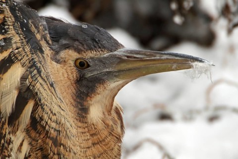 Eurasian Bittern (Botaurus stellaris), Saxony-Anhalt, Germany