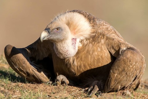 Griffon Vulture (Gyps fulvus) resting on the ground, Andalusia, Spain