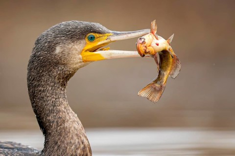 Great Cormorant (Phalacrocorax carbo) with captured Black bullhead (Ameiurus melas) prey in beak,