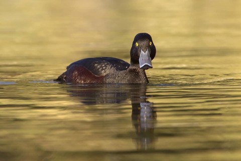New Zealand Scaup (Aythya novaeseelandiae) male, New Zealand