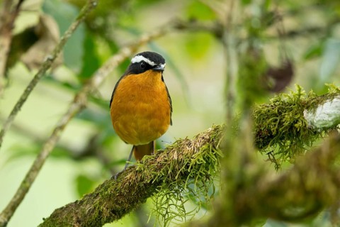 Rüppell's Robin-Chat (Cossypha semirufa semirufa) perched on a branch, Kafa, Ethiopia