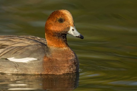 Eurasian Wigeon (Mareca penelope) male, Arizona, USA