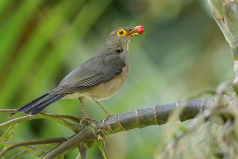 Bare-eyed Thrush (Turdus nudigenis nudigenis) perched on a branch on the Caribbean Island of