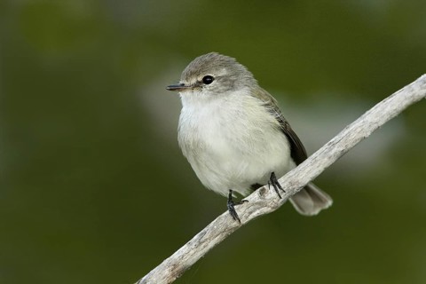 Lemon-bellied Flyrobin (Microeca flavigaster tormenti), Western Australia, Australia