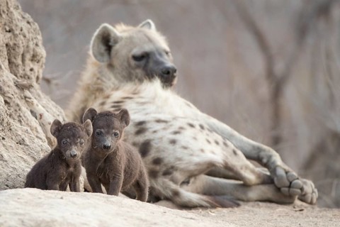 Spotted Hyena (Crocuta crocuta) two cubs with mother, Sabi Sands, South Afrika