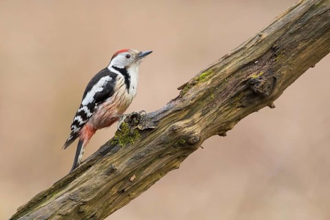 Middle Spotted Woodpecker (Dendrocoptes medius) climbing up a tree trunk, Poland