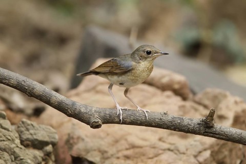 Siberian Blue Robin (Larvivora cyane) juvenile male, Kaeng Krachan, Thailand