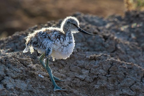 Pied Avocet (Recurvirostra avosetta) juvenile, Lesvos, Greece