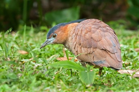 Malayan Night Heron (Gorsachius melanolophus), Taipei, Taiwan