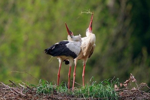 White Stork (Ciconia ciconia) pair at nest, North Rhine-Westphalia, Germany