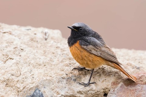 Black Redstart - Hausrotschwanz - Phoenicurus ochruros ssp. phoenicuroides, Kyrgyzstan, adult male