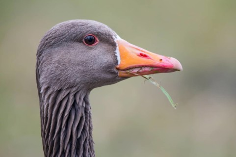 Greylag Goose (Anser anser), Lower Saxony, Germany