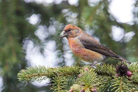 Common Crossbill - Fichtenkreuzschnabel - Loxia curvirostra ssp. tianshanica, Kyrgyzstan, adult