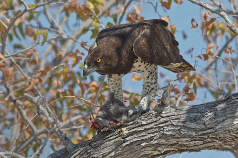 Martial Eagle (Polemaetus bellicosus) perched on a tree trunk with prey, Etosha, Namibia