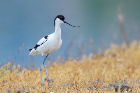 Pied Avocet (Recurvirostra avosetta), Lesvos, Greece