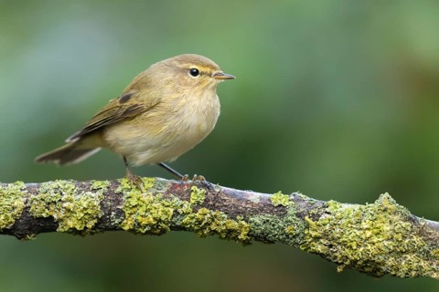 Common Chiffchaff (Phylloscopus collybita) perched on a branch, Lower Saxony, Germany