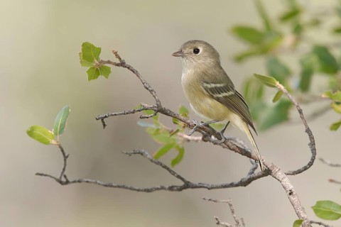 Hutton's Vireo (Vireo huttoni) perched on a branch, Arizona, USA