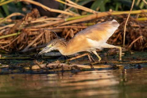 Squacco Heron (Ardeola ralloides), Eilat, Israel