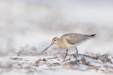 Pfuhlschnepfe, Limosa lapponica Bar-tailed Godwit, Limosa lapponica
