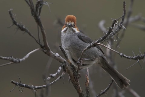 Rufous-eared Brushfinch (Atlapetes rufigenis), Central Highlands, Peru