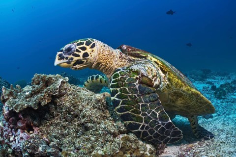 Echte Karettschildkröte, Eretmochelys imbricata Hawksbill Turtle, Eretmochelys imbricata