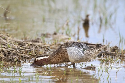 Garganey (Spatula querquedula) male, Mallorca, Spain