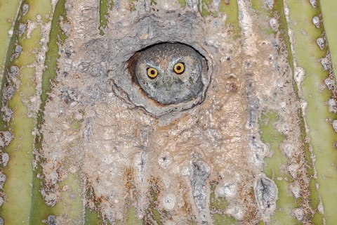 Elf Owl (Micrathene whitneyi) peering from nest hole in Saguaro cactus (Carnegiea gigantea),