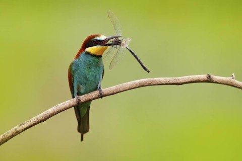 European Bee-eater, Merops apiaster, beautiful bird sitting on the branch with dragonfly in the