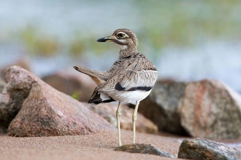 Water Thick-knee (Burhinus vermiculatus), Spekes Bay, Tanzania