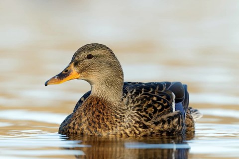Mallard female low point of view at Reeuwijkse plassen Netherlands