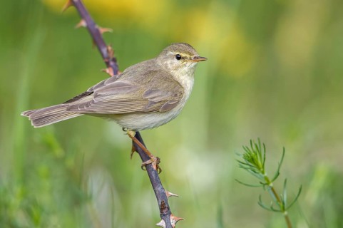 Willow Warbler (Phylloscopus trochilus) perched on thorny branch, Poland