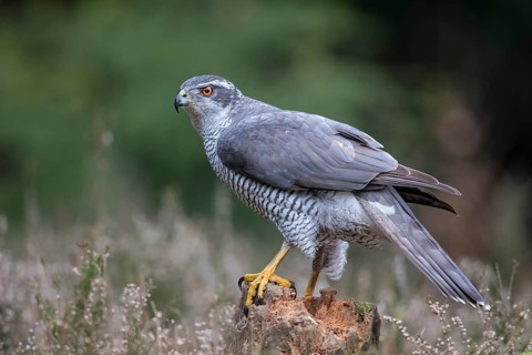 Northern Goshawk (Accipiter gentilis) male, Netherlands