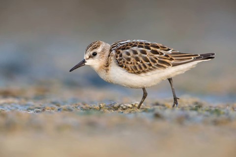 Little Stint (Calidris minuta) foraging, Poland