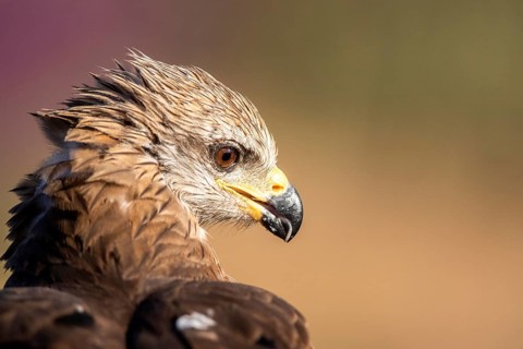 Black Kite (Milvus migrans), Madrid, Spain