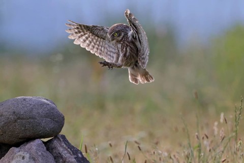 Steinkauz, lat. Athene noctua, im Landeanflug auf einen Steinhaufen