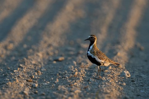 European Golden Plover (Pluvialis apricaria) perched on field, Netherlands
