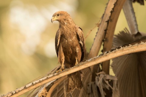 Black Kite (Milvus migrans), Gambia