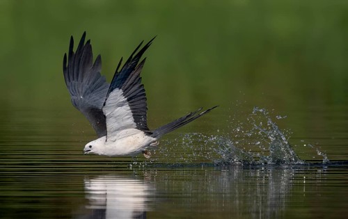 Swallow-tailed Kite (Elanoides forficatus) drinking in flight, Florida, USA