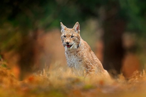 Hunting Eurasian Lynx in green forest. Portrait of cute young cat. Wildlife scene from European
