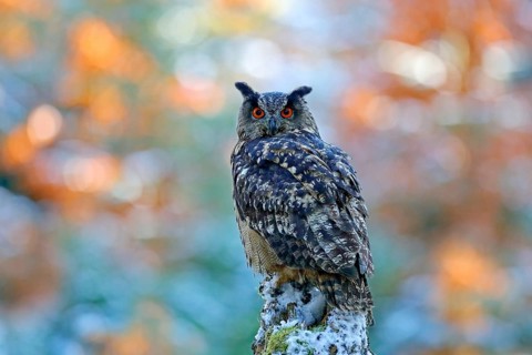 Winter and autumn forest with beautiful bird. Eurasian Eagle Owl, Bubo Bubo, sitting on the tree