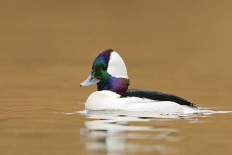 Bufflehead (Bucephala albeola) male, British Columbia, Canada