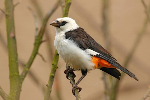 White-headed buffalo weaver or white-faced buffalo-weaver, Dinemellia dinemelli, white and gray