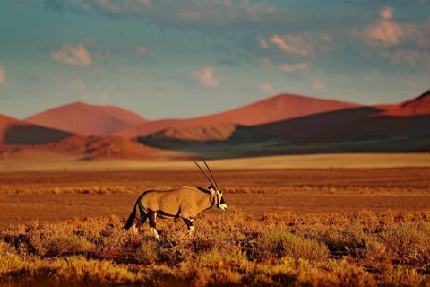 Gemsbok with orange sand dune evening sunset. Gemsbuck, Oryx gazella, large antelope in nature