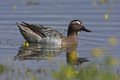Garganey (Spatula querquedula) male, Mallorca, Spain