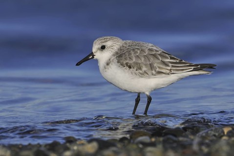 Sanderling (Calidris alba), British Columbia, Canada