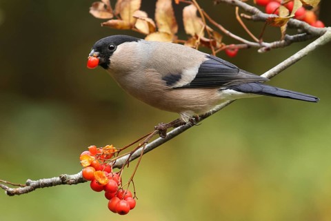Eurasian Bullfinch (Pyrrhula pyrrhula) female, Lower Saxony, Germany