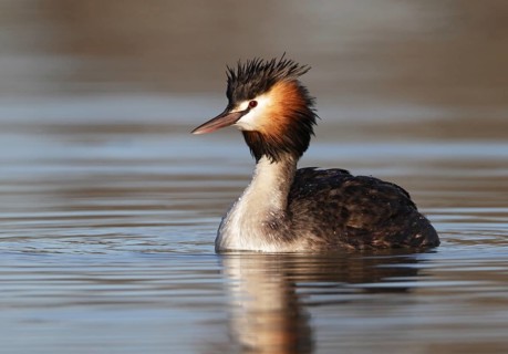 Australasian Crested Grebe (Podiceps cristatus australis), Queensland, Australia